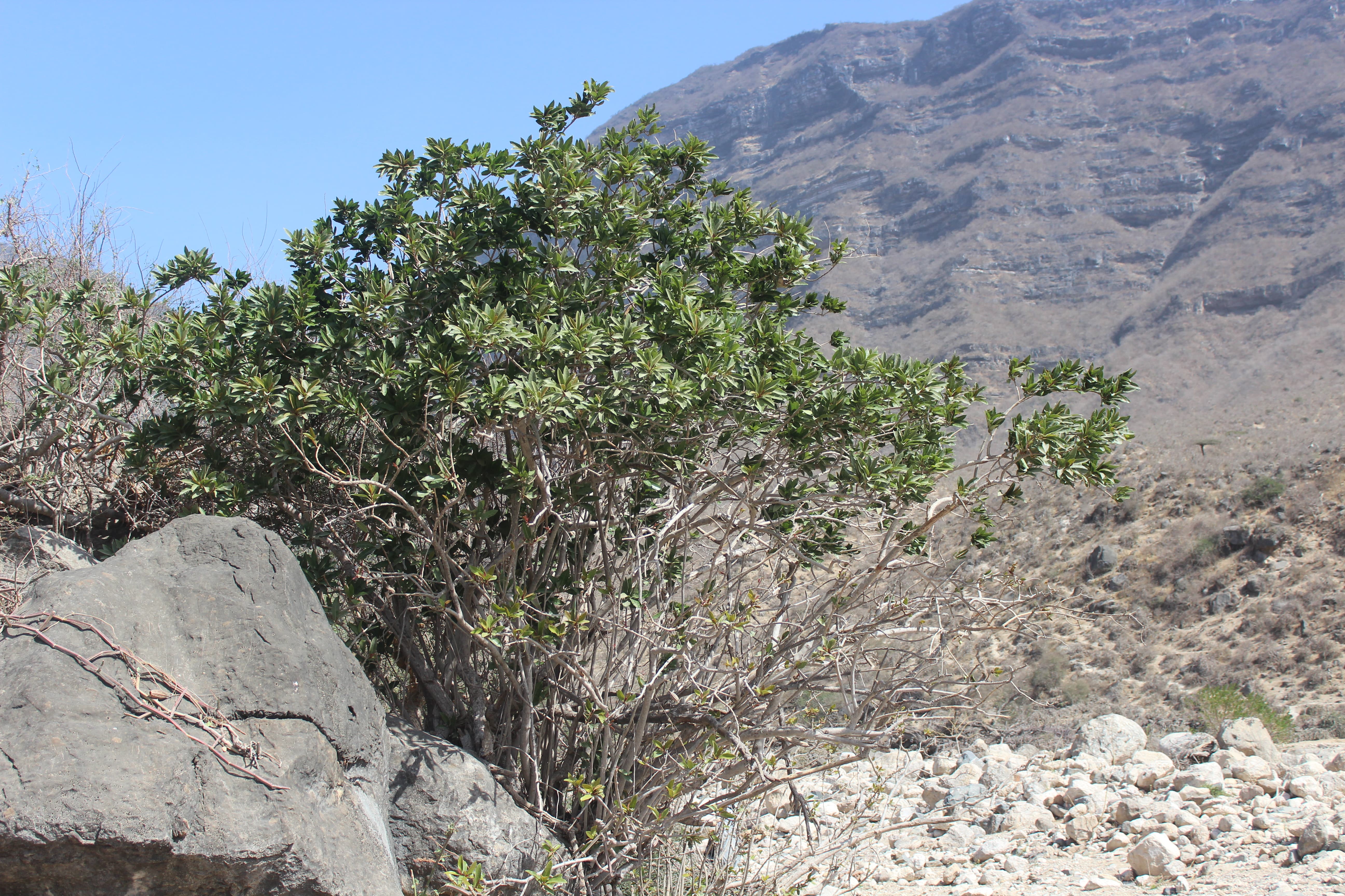 Plant Image
